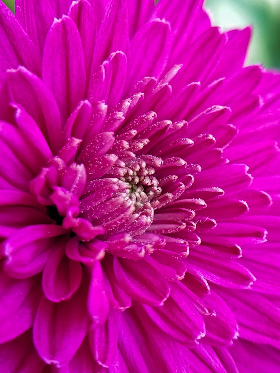 Pink Flower in Macro Photography · Free Stock Photo