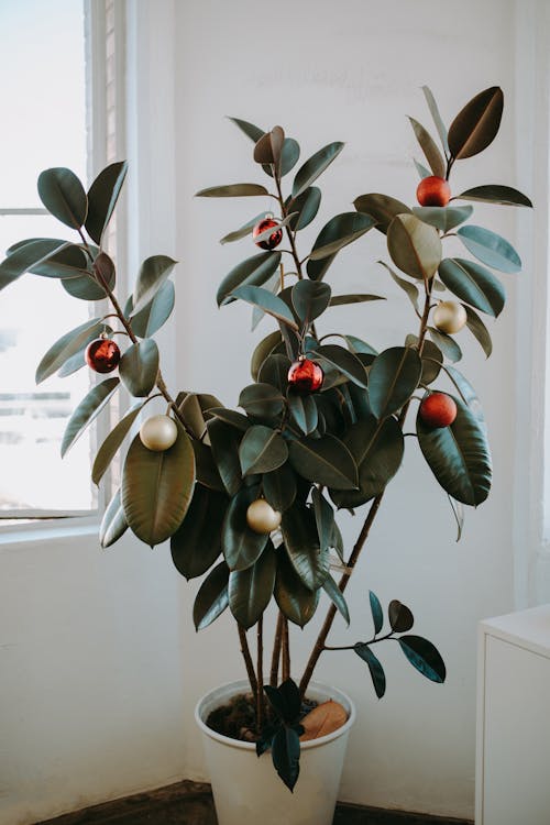 Free A Potted Plant with Christmas Balls Stock Photo