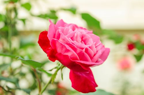 Free Close-up of a vibrant pink rose bloom outdoors, capturing natural beauty. Stock Photo