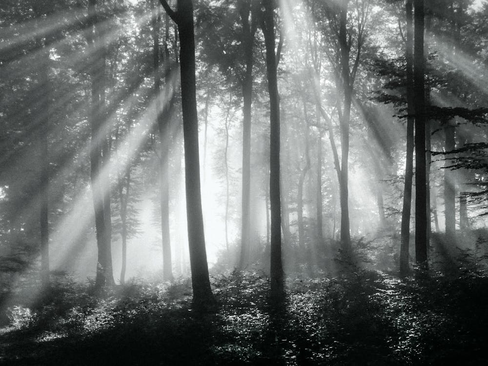 Free Grayscale Photo of Forest With Fog Stock Photo