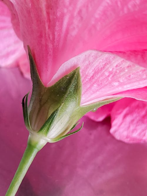 Kostenloses Stock Foto zu blumen, blumenphotographie, blüte