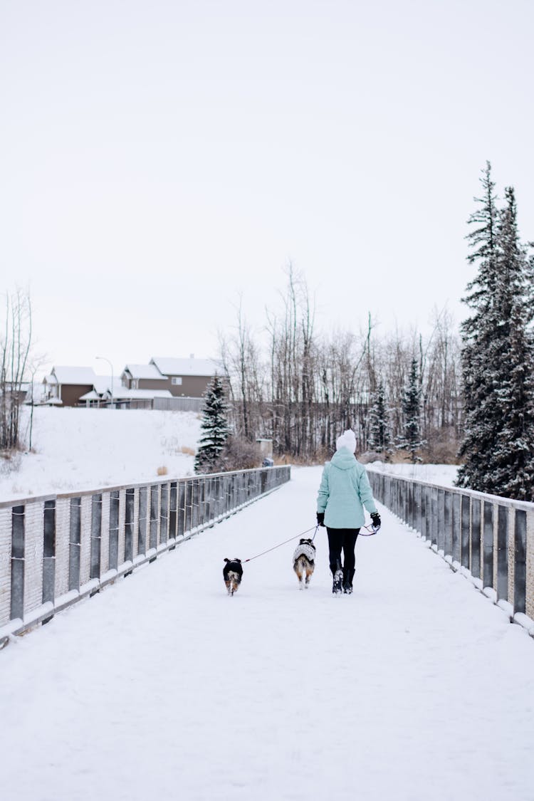 Person Walking The Dogs