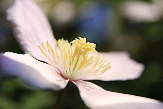 Macro shot of a single clematis flower in full bloom with soft petals.