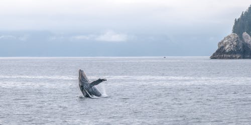 Free Whale on a Sea Stock Photo