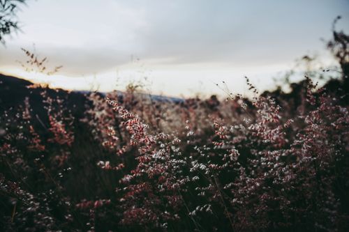 Free Beautiful wildflowers in a meadow at sunset with a tranquil and calming vibe. Stock Photo