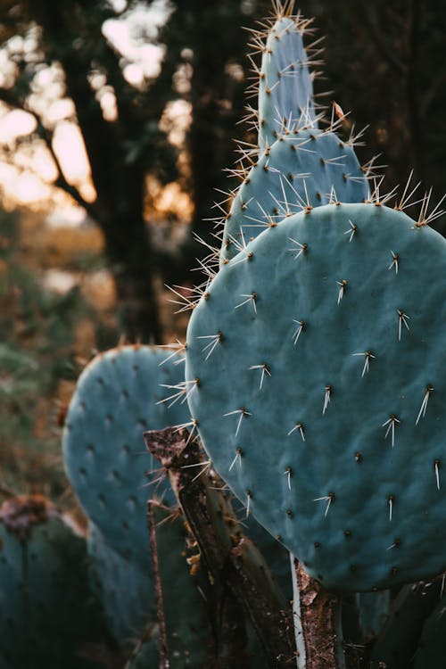 Free stock photo of cactus plant, colour, high quality