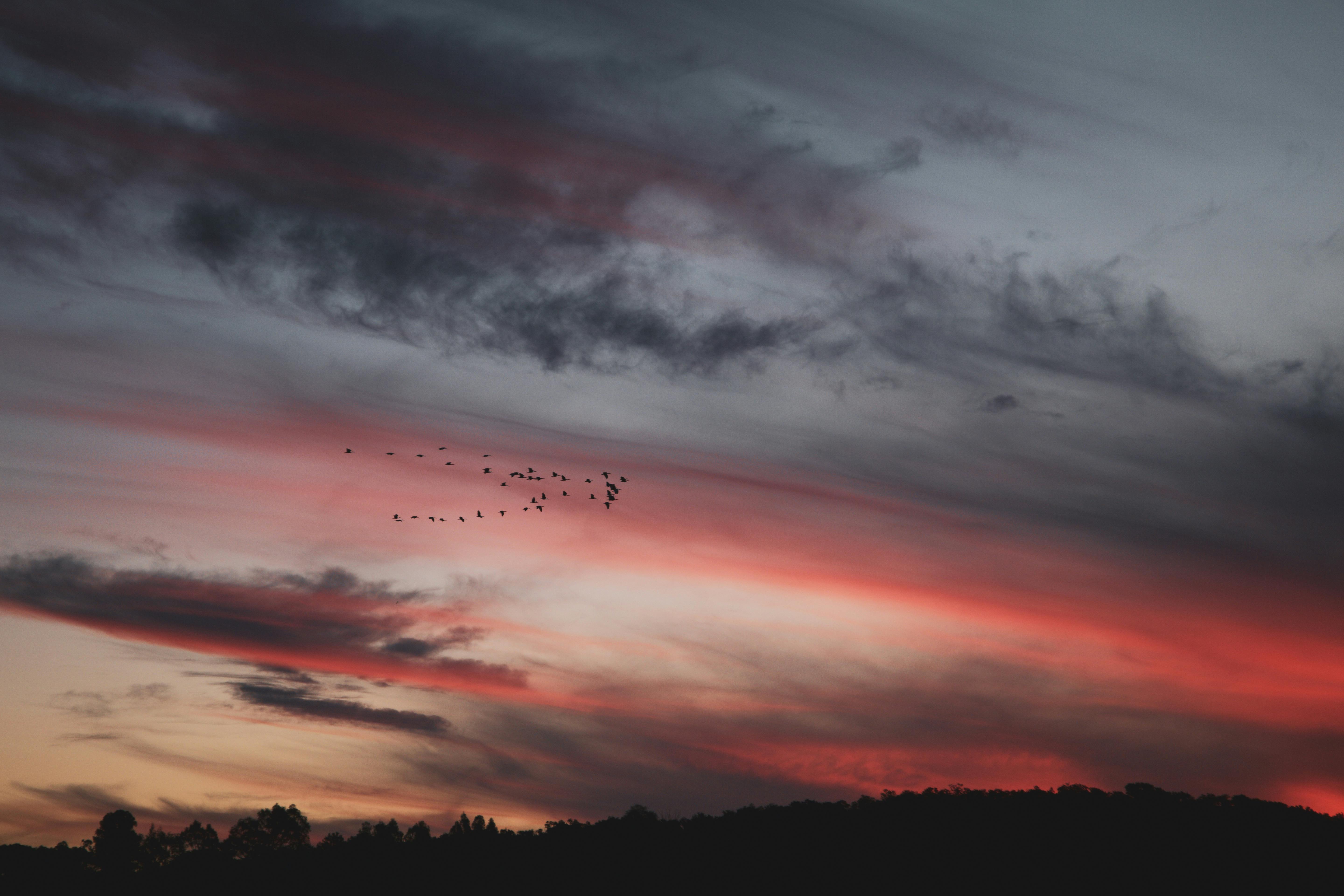 Flock Of Birds Flying Above The Mountain During Sunset · Free Stock Photo