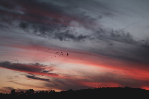 Безкоштовне стокове фото на тему «Захід сонця, зграя птахів, небо»