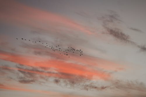 Free Silhouette of Birds Flying in the Sky Stock Photo