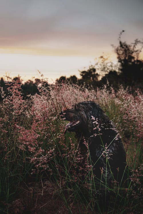 Labradoodle sitting on Flowering Plants