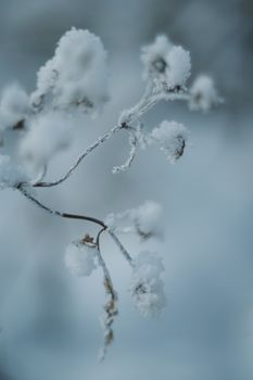 Delicate snow-covered branches captured up close, showcasing winter's beauty.