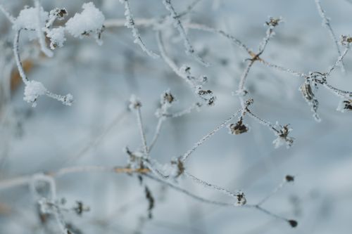 Free Close-up of delicate frost-covered branches in a serene winter setting. Stock Photo