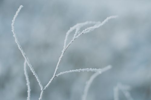 Free Close-up of frost-covered twigs on a cold winter day, showcasing natural beauty. Stock Photo