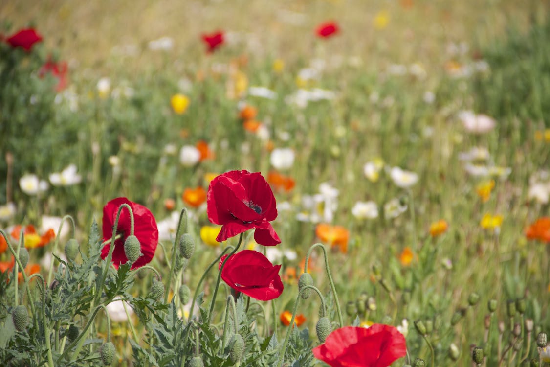 Red Orange and White Roses on a Grassfield during Daytime