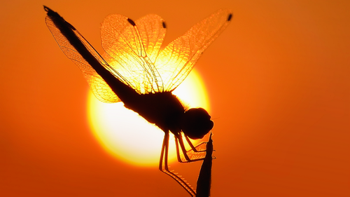 Free A delicate dragonfly silhouette set against a vibrant orange sunset sky. Stock Photo
