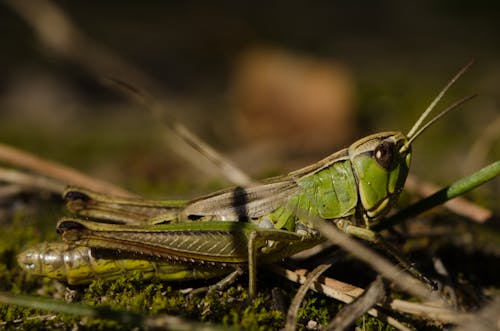 Free Green Grasshopper on the Ground Stock Photo
