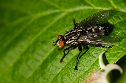 Macro Shot of a Fly on a Leaf