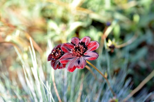 Foto Close Up Petaled Flower Merah Putih