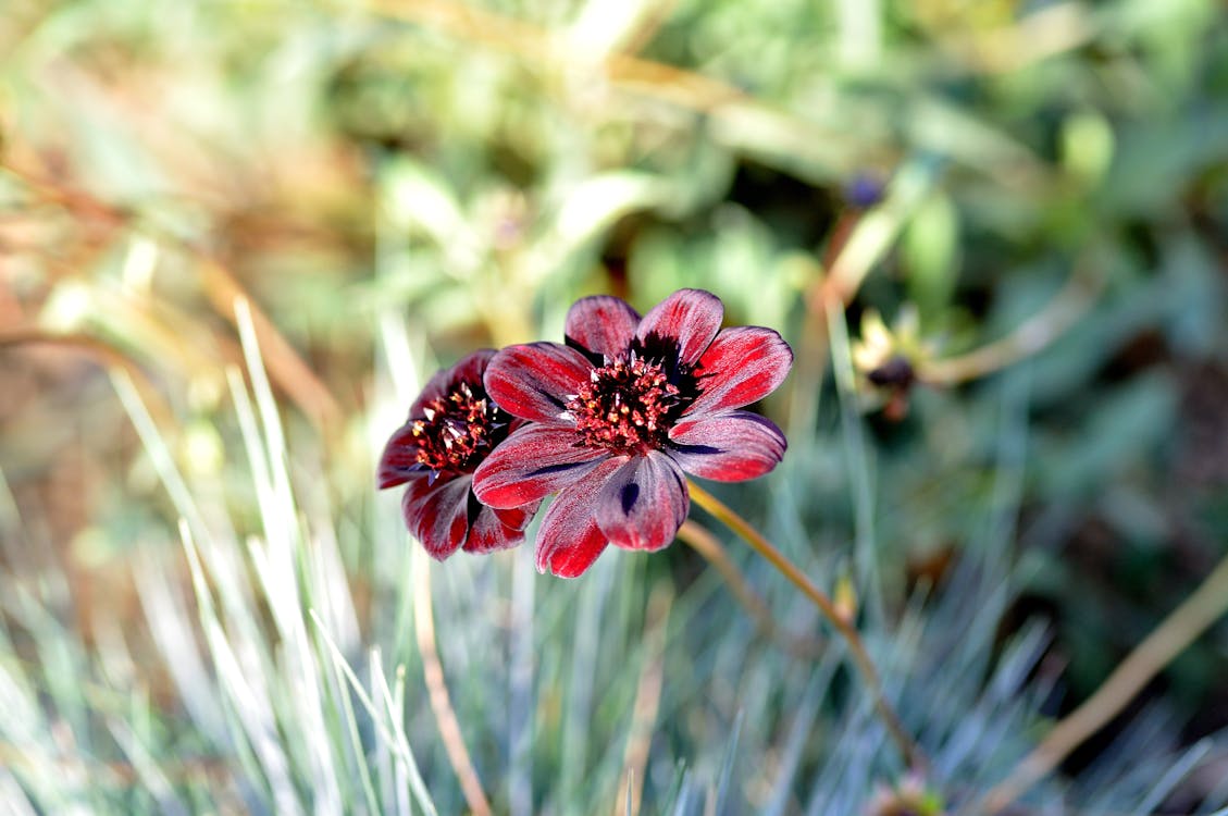 Ücretsiz Kırmızı Ve Beyaz Yapraklı çiçek Fotoğrafı Kapatın Stok Fotoğraflar