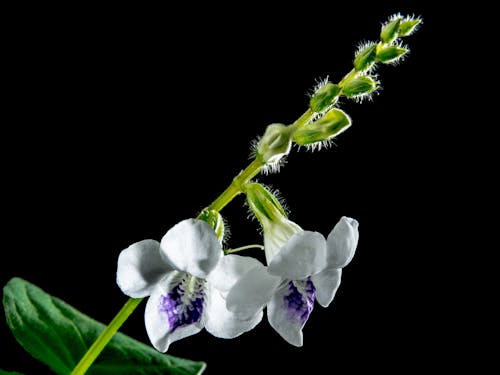 Free macro Photography of White 5 Petaled Flower Stock Photo