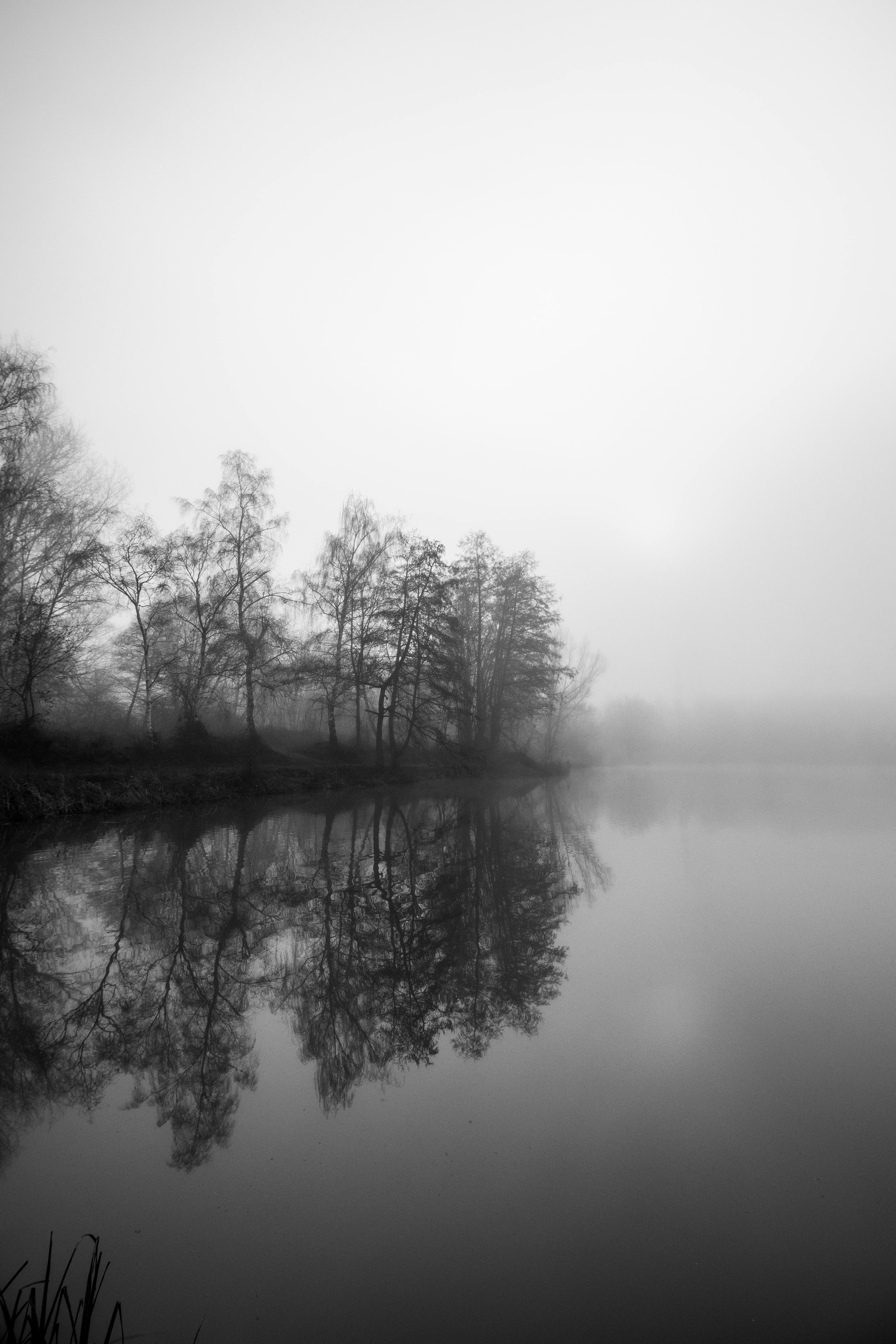 Trees In Grayscale Photography · Free Stock Photo