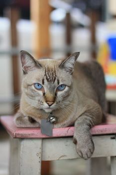 Adorable Siamese cat with striking blue eyes lounging on a pink stool indoors.