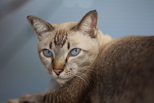 Free A beautiful blue-eyed Siamese cat with striking fur, captured in a close-up indoor setting. Stock Photo