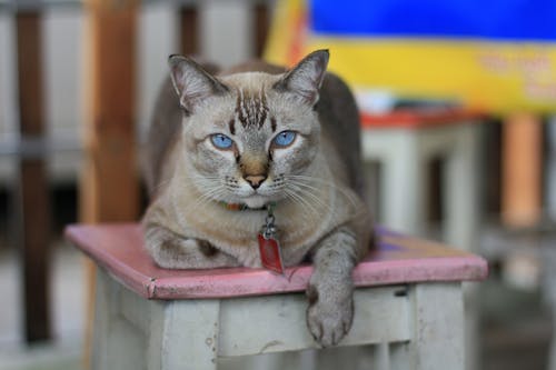 Foto d'estoc gratuïta de animal, felí, fotografia d'animals