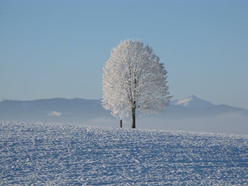 Gratis stockfoto met berg, bevroren, boom