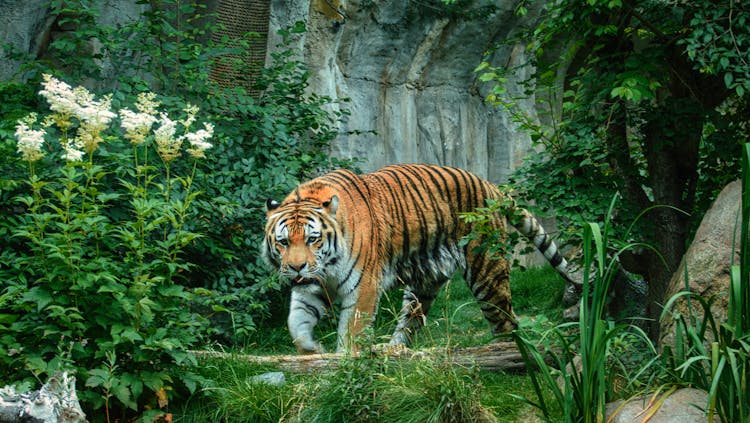 Tiger On Green Grass