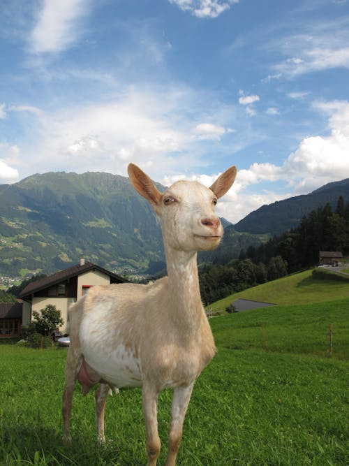 Free Whit and Beige Goat Stock Photo