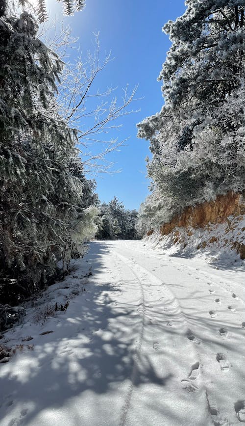 Foto d'estoc gratuïta de clima fred, coberta de neu, fons d'hivern