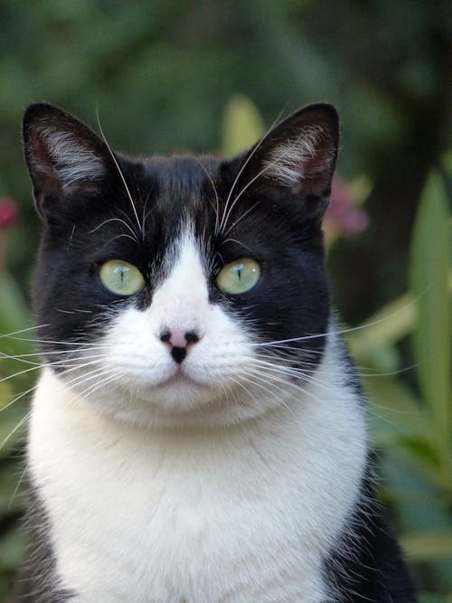 Close-Up Shot of a Piebald Cat