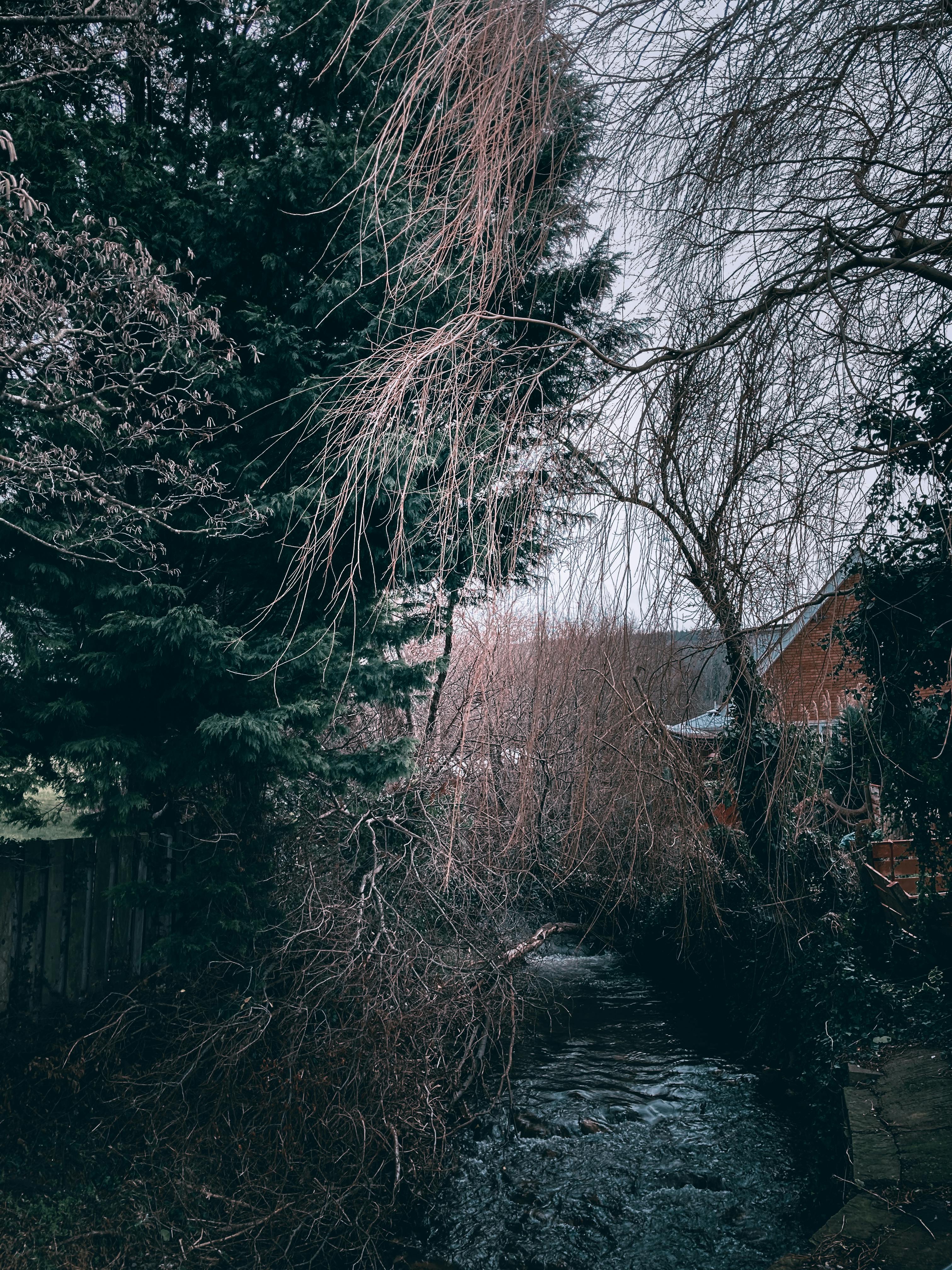 trees by the river