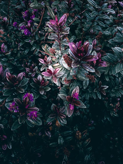Plant with Green and Purple Leaves on Close Up Photography