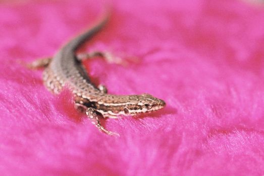 Detailed view of a lizard on a bright pink textured background, showcasing reptile details.