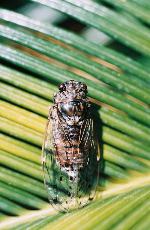 Darmowe zdjęcie z galerii z chrząszcz, cykada orni, fotografia makro