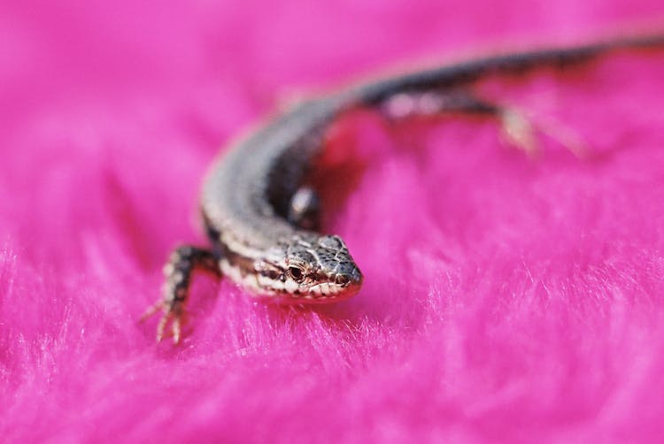 A Lizard On Pink Fur