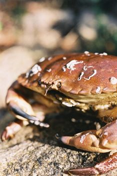 Detailed close-up of a brown crab in its natural rocky habitat, captured in daylight.