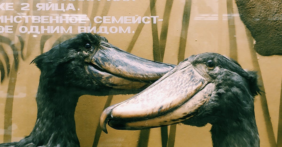 Shoebills with long beaks in zoological garden · Free Stock Shoebills with long beaks in zoological garden · Free Stock