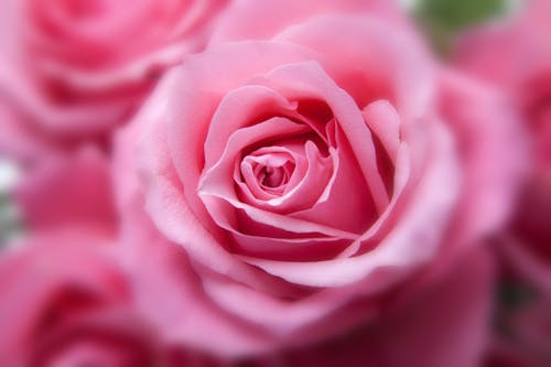 Pink Rose in Close Up View Image