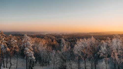 Trees covered with snow under clear sky