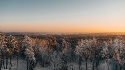 Free Picturesque scenery of leafless trees covered with snow growing in dense forest at dawn Stock Photo
