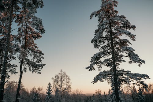 Low angle of coniferous and deciduous trees growing in forest under cloudless sky at sunrise