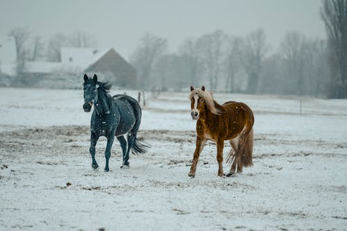 Smart Winter Tips To Keep Pets And Livestock Safe Outdoors