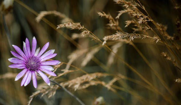 一朵充满活力的紫色野花特写，周围环绕着干草，捕捉到了大自然的精髓