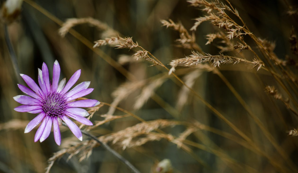 Gratuit Imagine de stoc gratuită din floare, floare sălbatică, floră Fotografie de stoc