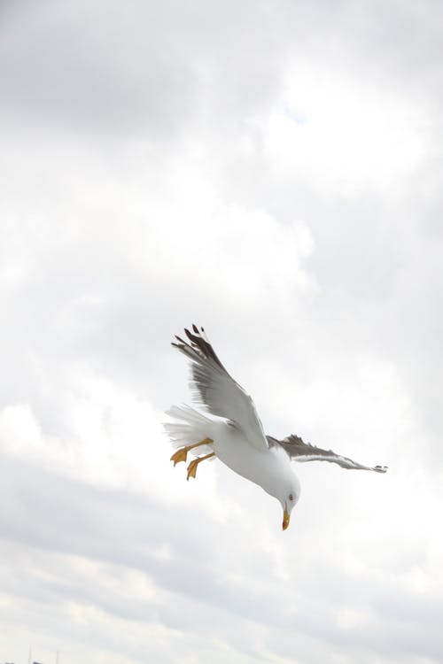 Sea Gull on Flight during Daytime