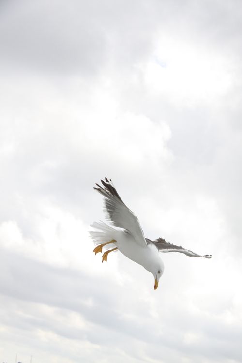 Free A graceful seagull soaring mid-flight against a cloudy sky, showcasing nature's beauty. Stock Photo