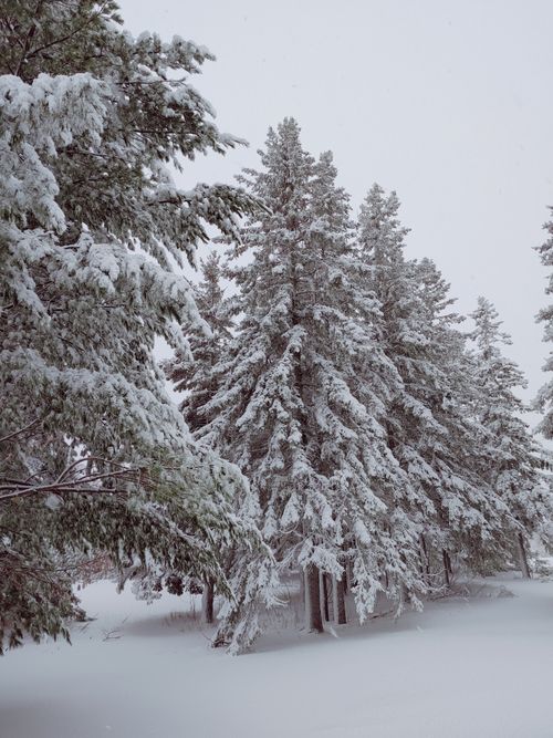 Free A serene winter forest scene with snow-laden pine trees in Belledune, New Brunswick, Canada. Stock Photo